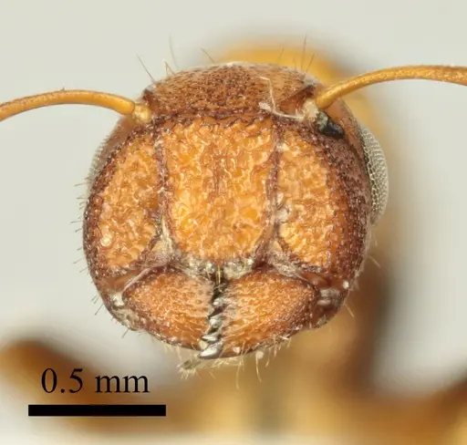 Colobopsis imitans specimen ANTWEB1041483 image antweb1041483_3