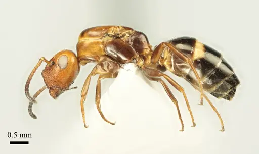Colobopsis imitans specimen ANTWEB1041483 image antweb1041483_4
