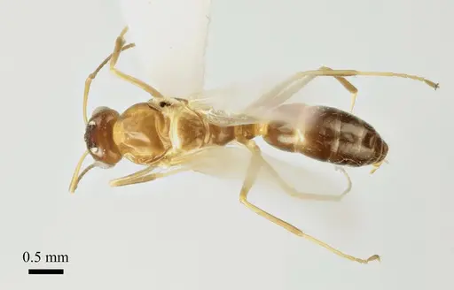 Colobopsis imitans specimen ANTWEB1041484 image antweb1041484_1