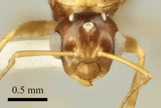 Colobopsis imitans specimen ANTWEB1041484 image antweb1041484_2