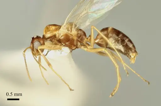 Colobopsis imitans specimen ANTWEB1041484 image antweb1041484_3