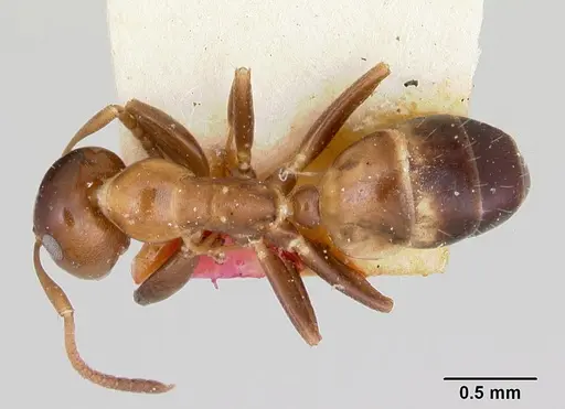 Colobopsis impressa specimen CASENT0103237 image casent0103237_1