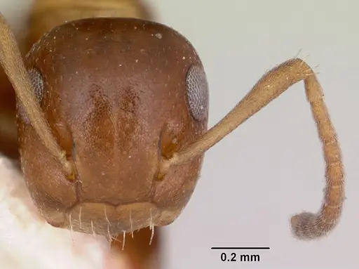 Colobopsis impressa specimen CASENT0103237 image casent0103237_2