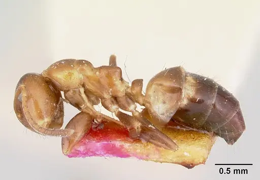 Colobopsis impressa specimen CASENT0103237 image casent0103237_3