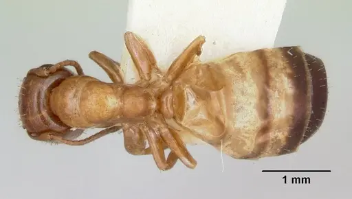 Colobopsis impressa specimen CASENT0103427 image casent0103427_1