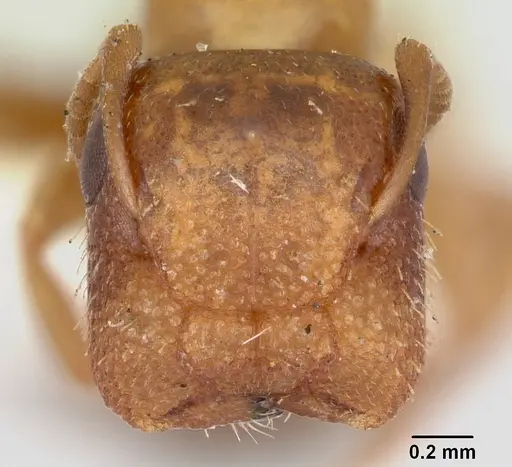 Colobopsis impressa specimen CASENT0103427 image casent0103427_2