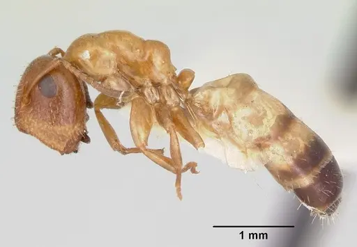 Colobopsis impressa specimen CASENT0103427 image casent0103427_3
