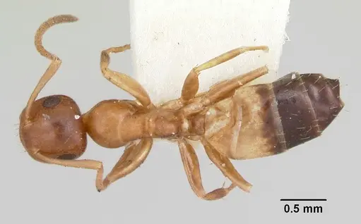 Colobopsis impressa specimen CASENT0103428 image casent0103428_1