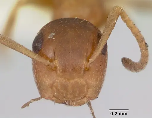 Colobopsis impressa specimen CASENT0103428 image casent0103428_2