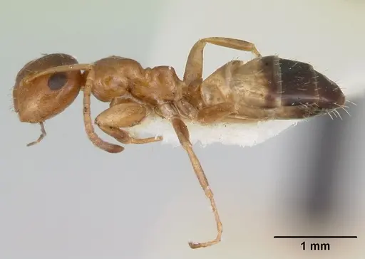 Colobopsis impressa specimen CASENT0103428 image casent0103428_3