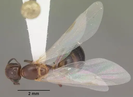 Colobopsis impressa specimen CASENT0103677 image casent0103677_1