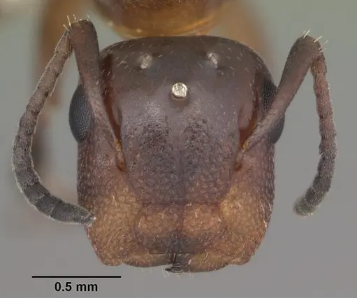Colobopsis impressa specimen CASENT0103677 image casent0103677_2