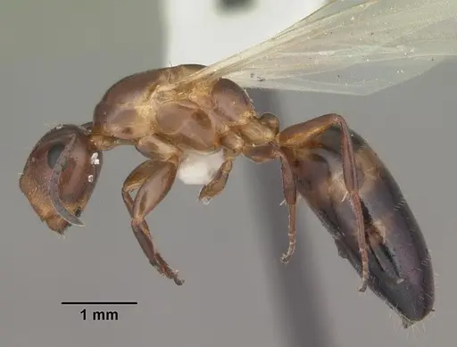 Colobopsis impressa specimen CASENT0103677 image casent0103677_3