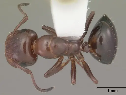 Colobopsis impressa specimen CASENT0103678 image casent0103678_1