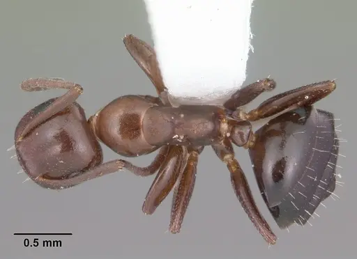 Colobopsis impressa specimen CASENT0103679 image casent0103679_1