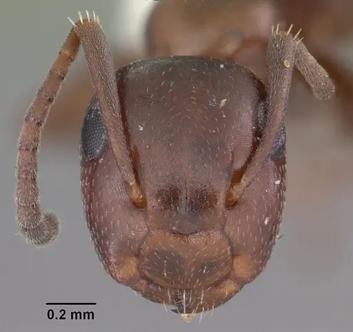 Colobopsis impressa specimen CASENT0103679 image casent0103679_2