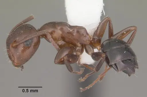 Colobopsis impressa specimen CASENT0103679 image casent0103679_3