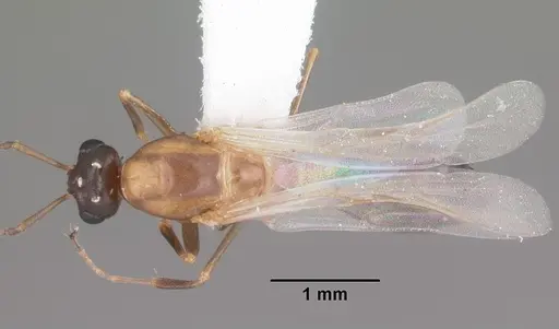 Colobopsis impressa specimen CASENT0103681 image casent0103681_1