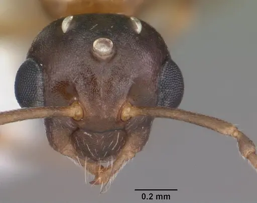 Colobopsis impressa specimen CASENT0103681 image casent0103681_2