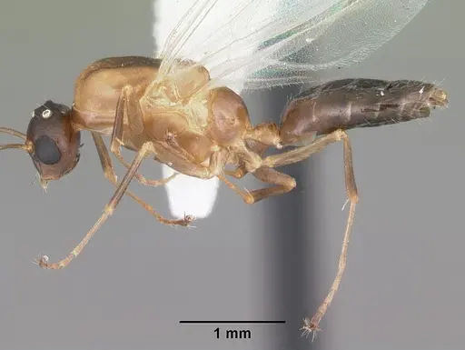 Colobopsis impressa specimen CASENT0103681 image casent0103681_3