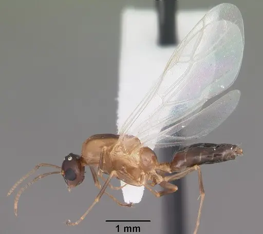 Colobopsis impressa specimen CASENT0103681 image casent0103681_4