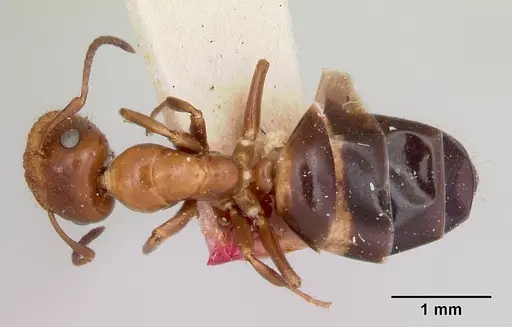 Colobopsis impressa specimen CASENT0105728 image casent0105728_1