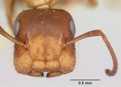 Colobopsis impressa specimen CASENT0105728 image casent0105728_2