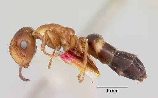 Colobopsis impressa specimen CASENT0105728 image casent0105728_3