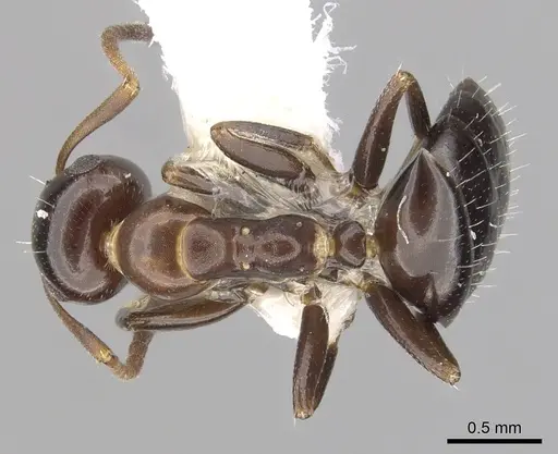 Colobopsis impressa specimen CASENT0249380 image casent0249380_1
