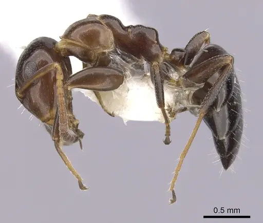 Colobopsis impressa specimen CASENT0249380 image casent0249380_3