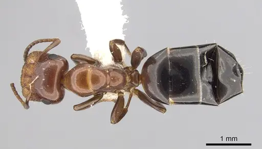 Colobopsis impressa specimen CASENT0249381 image casent0249381_1