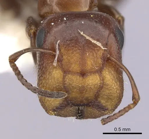 Colobopsis impressa specimen CASENT0249381 image casent0249381_2