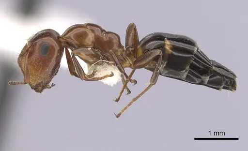 Colobopsis impressa specimen CASENT0249381 image casent0249381_3