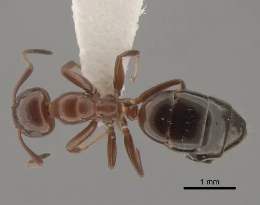 Colobopsis impressa specimen CASENT0886712 image casent0886712_1