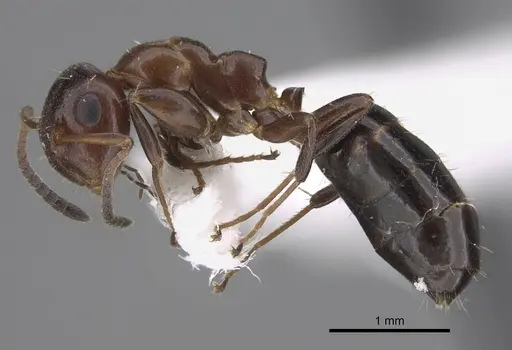 Colobopsis impressa specimen CASENT0923509 image casent0923509_1