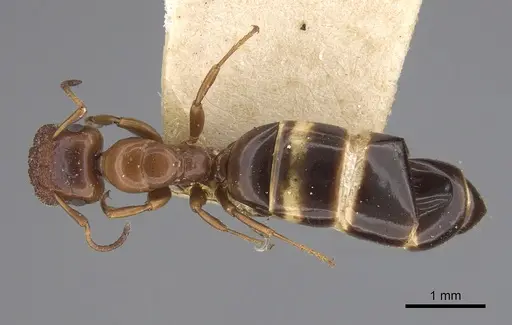 Colobopsis impressa specimen CASENT0923512 image casent0923512_1