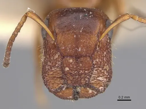Colobopsis impressa specimen CASENT0923512 image casent0923512_3