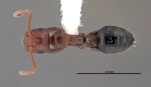 Colobopsis impressa specimen FMNHINS0000088668 image fmnhins0000088668_1