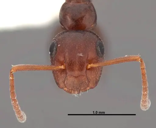 Colobopsis impressa specimen FMNHINS0000088668 image fmnhins0000088668_2