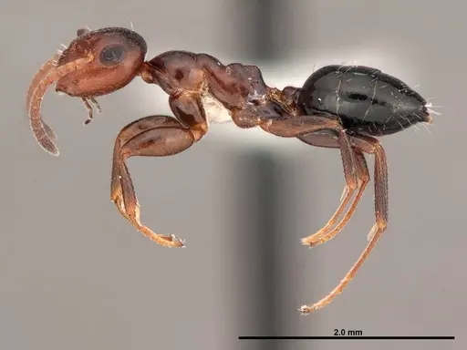 Colobopsis impressa specimen FMNHINS0000088668 image fmnhins0000088668_3