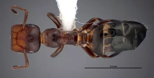 Colobopsis impressa specimen FMNHINS0000088681 image fmnhins0000088681_1