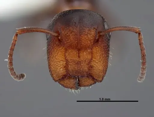 Colobopsis impressa specimen FMNHINS0000088681 image fmnhins0000088681_2