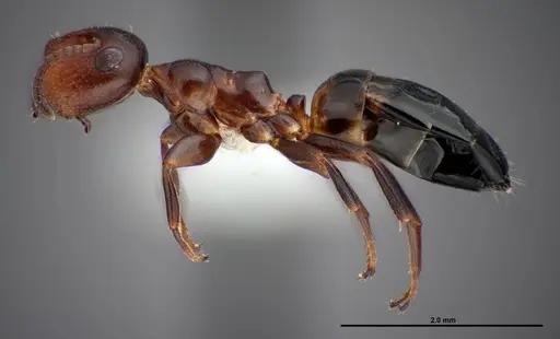 Colobopsis impressa specimen FMNHINS0000088681 image fmnhins0000088681_3