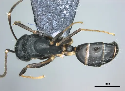 Colobopsis kadi specimen CASENT0187058 image casent0187058_1