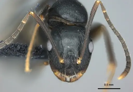 Colobopsis kadi specimen CASENT0187058 image casent0187058_2