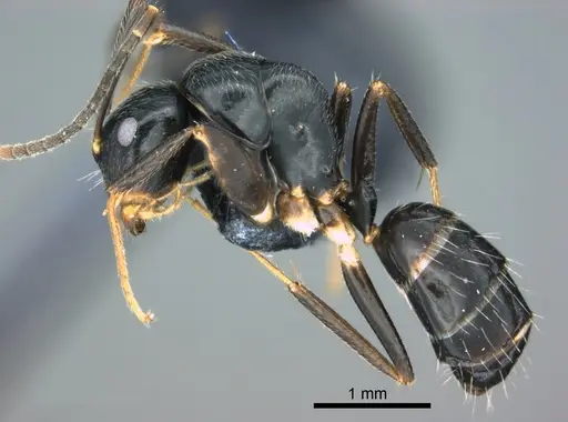 Colobopsis kadi specimen CASENT0187058 image casent0187058_3