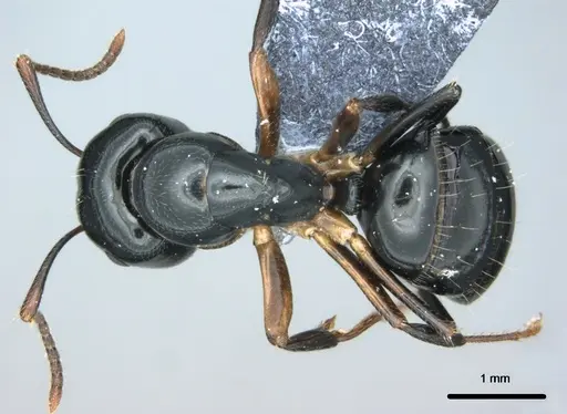 Colobopsis kadi specimen CASENT0187063 image casent0187063_1