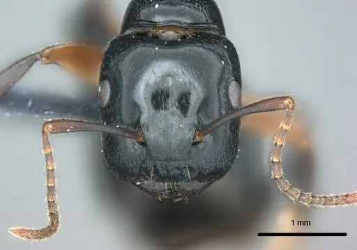 Colobopsis kadi specimen CASENT0187063 image casent0187063_2