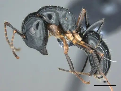 Colobopsis kadi specimen CASENT0187063 image casent0187063_3