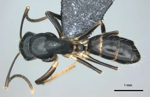 Colobopsis kadi specimen CASENT0187073 image casent0187073_1